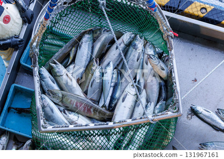 [Hokkaido] Hokkaido Utoro fishing port Autumn salmon landing 131967161