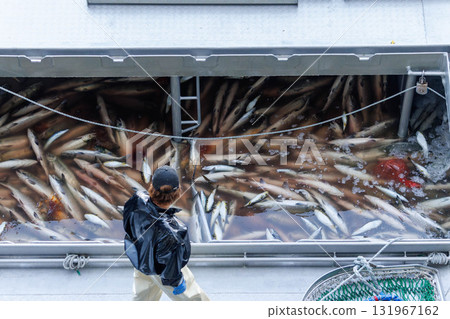 [Hokkaido] Hokkaido Utoro fishing port Autumn salmon landing 131967162