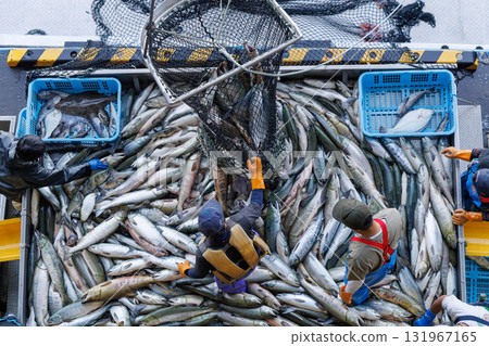 [Hokkaido] Hokkaido Utoro fishing port Autumn salmon landing 131967165