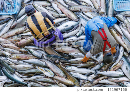 [Hokkaido] Hokkaido Utoro fishing port Autumn salmon landing 131967166