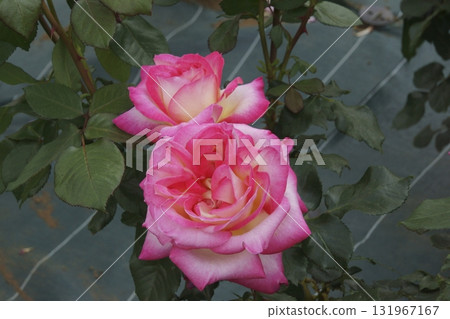 rose rose 131967167