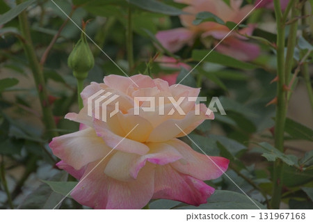 rose rose 131967168