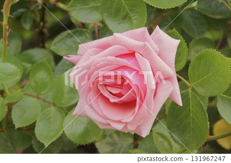 rose rose 131967247