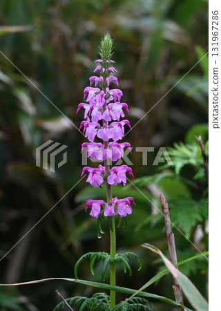 The Rebunshiogama flower, seen on Rebun Island in Hokkaido, has beautiful whorled pink flowers that stand upright like a tower. The Rebunshiogama flower, seen on Rebun Island in Hokkaido, has beautiful whorled pink flowers that stand upright like a tower. 131967286