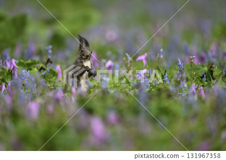 Catakli和Ezoengosaku和Ezoris 131967358