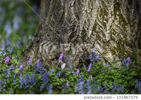 Catakli和Ezoengosaku和Ezoris 131967379