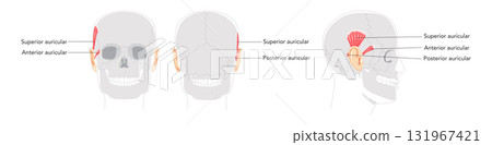 Superior Anterior auricular - Ear muscle illustrated in anatomy chart, elevates the ear, important for auricular movement Superior Anterior auricular - Ear muscle illustrated in anatomy chart, elevates the ear, important for auricular movement 131967421