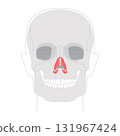 Nasalis transverse alar part - Nasal muscle section compressing nostrils, depicted in detailed chart key nasal function 131967424