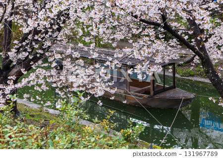 Spring in the ancient capital of Kyoto: Fushimi Jikkokubune, a famous cherry blossom viewing spot 131967789