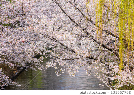 Spring in the ancient capital of Kyoto: Fushimi Jikkokubune, a famous cherry blossom viewing spot Spring in the ancient capital of Kyoto: Fushimi Jikkokubune, a famous cherry blossom viewing spot 131967798
