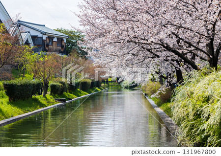 Spring in the ancient capital of Kyoto: Fushimi Jikkokubune, a famous cherry blossom viewing spot Spring in the ancient capital of Kyoto: Fushimi Jikkokubune, a famous cherry blossom viewing spot 131967800