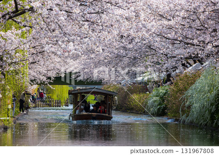 Spring in the ancient capital of Kyoto: Fushimi Jikkokubune, a famous cherry blossom viewing spot 131967808