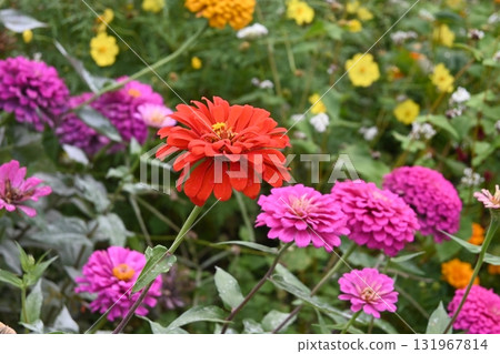 紅色Kikuchi花 131967814