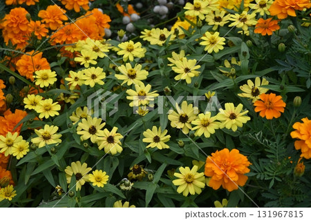 黃色jiniya花 131967815