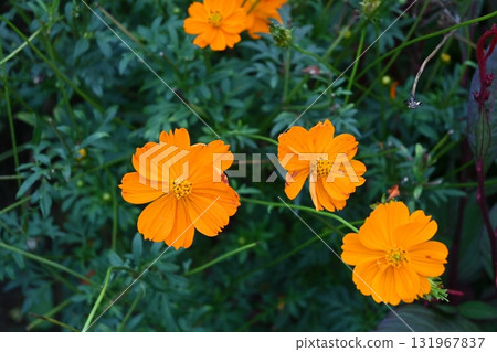 Orange cosmos Orange cosmos 131967837