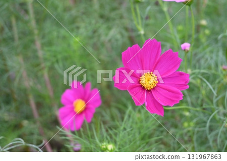 Pink cosmos 131967863