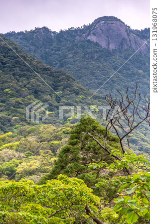 世界自然遺產屋久島西部林道地區的新綠與山 世界自然遺產屋久島西部林道地區的新綠與山 131968075