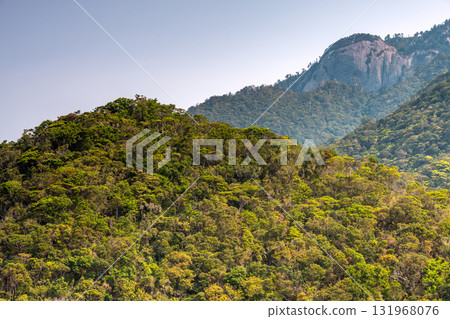 世界自然遺產屋久島西部林道地區的新綠與山 世界自然遺產屋久島西部林道地區的新綠與山 131968076