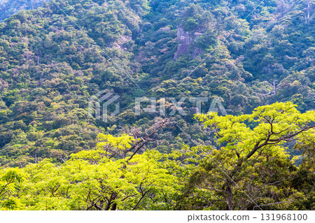 Vibrant fresh greenery in the Western Forest Road area, Yakushima, a World Natural Heritage Site 131968100