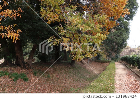 秋天的赤山城跡:西堀(埼玉縣川口市) 秋天的赤山城跡:西堀(埼玉縣川口市) 131968424
