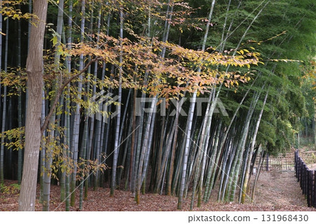 秋日的赤山城跡：竹林（埼玉縣川口市） 131968430