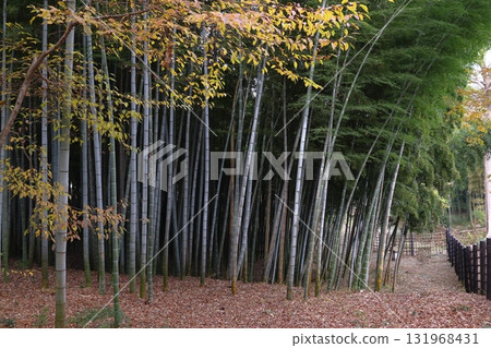 Akayama Castle Ruins in Autumn: Bamboo Forest (Kawaguchi City, Saitama Prefecture) Akayama Castle Ruins in Autumn: Bamboo Forest (Kawaguchi City, Saitama Prefecture) 131968431