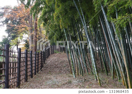 Akayama Castle Ruins in Autumn: Bamboo Forest (Kawaguchi City, Saitama Prefecture) 131968435