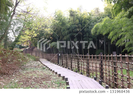 Akayama Castle Ruins in Autumn: Bamboo Forest (Kawaguchi City, Saitama Prefecture) Akayama Castle Ruins in Autumn: Bamboo Forest (Kawaguchi City, Saitama Prefecture) 131968436