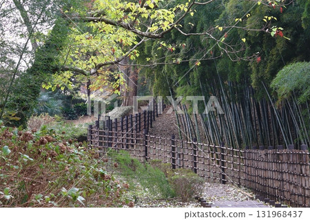 秋日的赤山城跡：竹林（埼玉縣川口市） 131968437