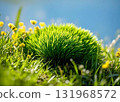 草地上盛開的花朵和小草 131968572