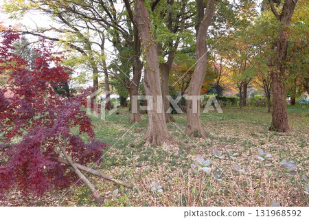 秋季的赤山城遺址：東南護城河東側（埼玉縣川口市） 131968592