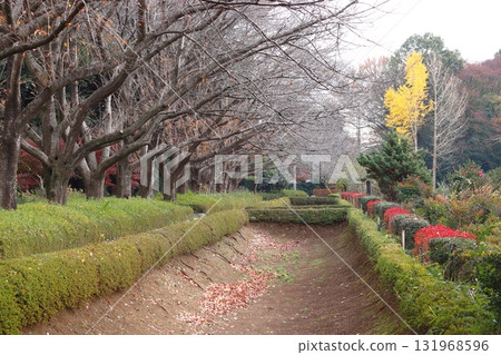 秋季的赤山城遺址：東南護城河東側（埼玉縣川口市） 131968596
