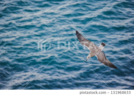 Juvenile seagull soaring gracefully above the blue ocean waters, wings fully extended while gliding in mid-air over the sea surface. 131968633