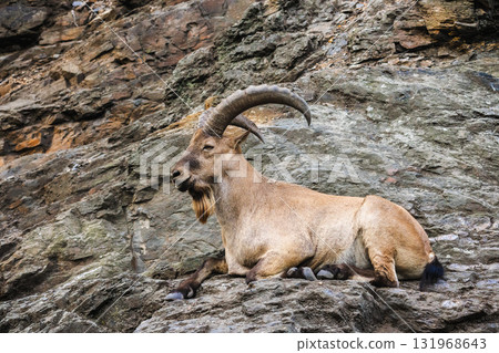Wild ibex resting on rocky terrain, lying calmly against a stone slope in its natural mountain habitat. Wild ibex resting on rocky terrain, lying calmly against a stone slope in its natural mountain habitat. 131968643