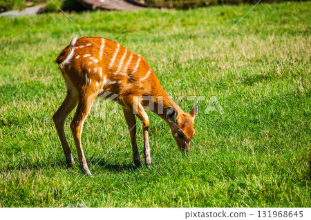 Young sitatunga antelope grazing on green grass in bright sunlight, its reddish coat with white stripes standing out vividly against the meadow. 131968645