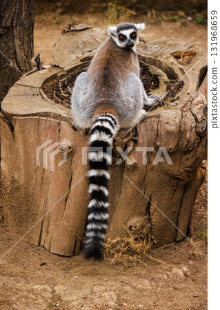 Ring-tailed lemur sitting on a large tree stump looking back with its long striped tail hanging down Ring-tailed lemur sitting on a large tree stump looking back with its long striped tail hanging down 131968659