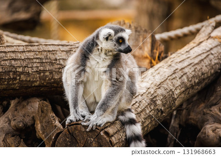 Ring-tailed lemur sitting on a wooden log and looking sideways with calm expression in natural warm light Ring-tailed lemur sitting on a wooden log and looking sideways with calm expression in natural warm light 131968663