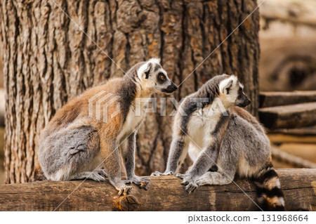 Two ring-tailed lemurs sitting side by side on a wooden log and looking in opposite directions Two ring-tailed lemurs sitting side by side on a wooden log and looking in opposite directions 131968664