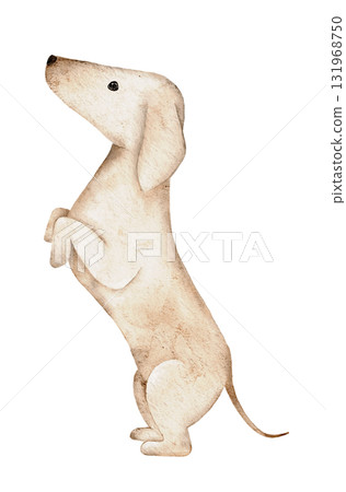 Cute watercolor beige Dachshund in standing pose painted by hand in warm beige tones. Ideal for greeting cards, fabric patterns, wrapping paper, and pet themed creative designs 131968750