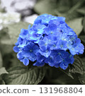 Blue hydrangea [Vignetting] 131968804