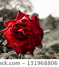 Red Rose [Vignetting] 131968806