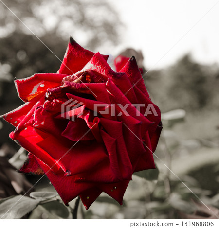 Red Rose [Vignetting] 131968806