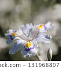 Iris iris flower [Vignetting] 131968807