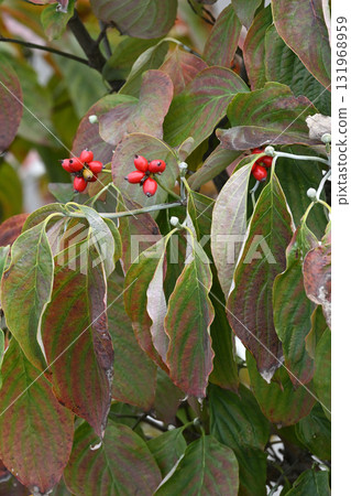  Dogwood fruit 131968959