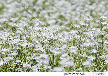 鳶尾花成簇生長在山中 131968989