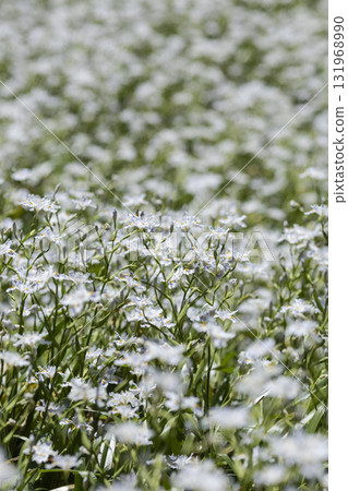 鳶尾花成簇生長在山中 131968990