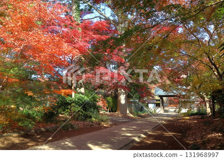光前院保護綠地的秋天(埼玉縣川口市) 光前院保護綠地的秋天(埼玉縣川口市) 131968997