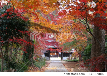光前院保護綠地的秋天（埼玉縣川口市） 131969002