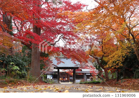 Autumn at Kozen-in Temple Conservation Green Space (Kawaguchi City, Saitama Prefecture) Autumn at Kozen-in Temple Conservation Green Space (Kawaguchi City, Saitama Prefecture) 131969006