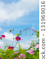 Autumn sky and cosmos 131969016